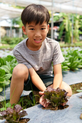 Little hand take care vegetable on soil