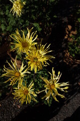 Light Yellow Flowers of Chrysanthemum 'Edo Giku' in Full Bloom
