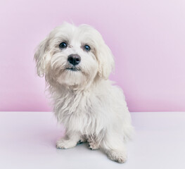 Adorable dog over isolated pink background.