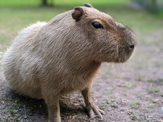 Capybara sitting on the ground with full body visible