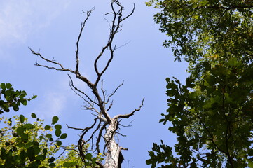 tree branch against a light blue sky