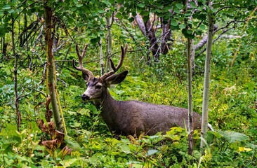 Fototapeta premium A mule deer buck gracefully walks through the forest at Waterton Lakes National Park