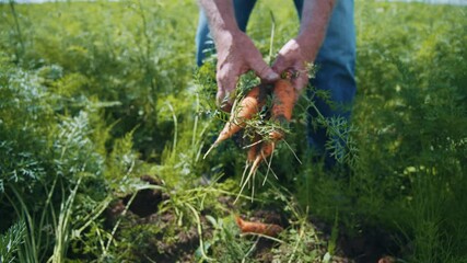 Agriculture and countryside. Old grandpa collecting fresh carrots from soil ground. Farmer worker gardening and cultivating organic vegetables.
