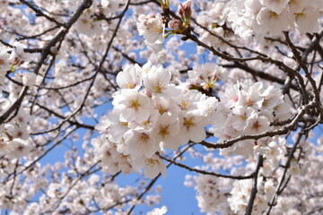 桜