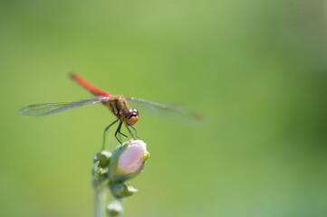 薔薇の蕾にとまるアキアカネ