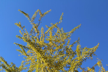 Lonesome yellow ginkgo tree during spring season
