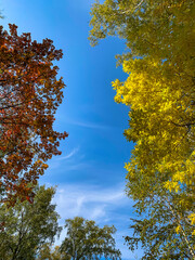 Fototapeta premium Autumn forest and blue sky in a sunny day. red and yellow trees. Autumn rowan. Templates for quotes