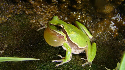 frog in the nature
green tree frog in the swamp at night
close up of frog chirp
closeup of frog sing
cute animal, beautiful animal. wild nature. wildlife. animal, animals, sound, sounds, forest, woods