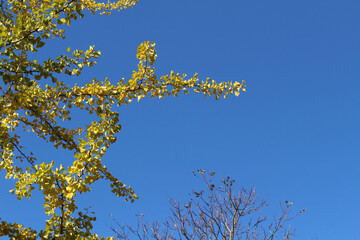 Ginkgo trees and yellow leaves during spring season
