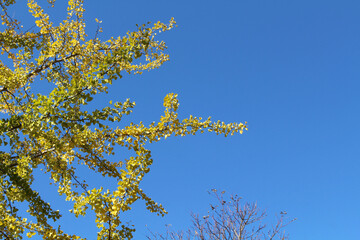 Ginkgo trees and yellow leaves during spring season