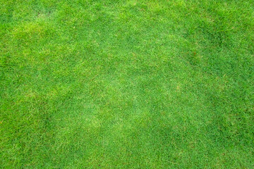 Top view of green grass texture.