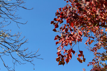 Lonesome red ginkgo tree and withered branches during spring