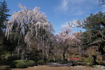 埼玉県川越　川越大師　星野山喜多院
紅葉山庭園の桜　徳川三代将軍家光お手植えの桜