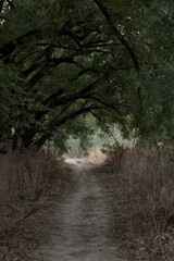 A crisp dry path underneath the trees at the UC Davis riparian preserve, California, USA