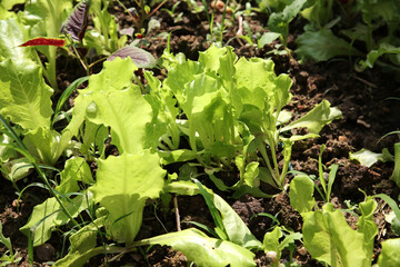 Vegetables with green leaves in the sun