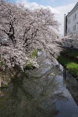 埼玉県川越市の春
新河岸川沿いの満開の桜