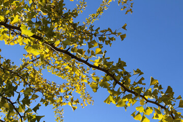 Branches and yellow ginkgo leaves during spring in Japan