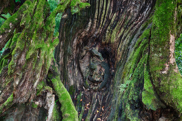 banyan tree trunk details and texture