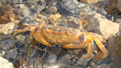 Crab.
Close up of a crab
Claw crab  - closeup
Big crab in the water at the beach , nature , sea , river, beach, animal, animals, wildlife, wild nature