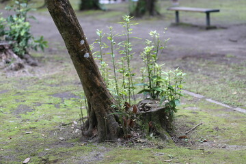 切り株から新芽