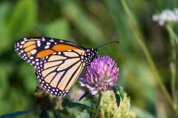 monarch butterfly on a clover flower