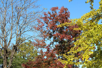 Japanese yellow ginkgo tree with red one as background in spring