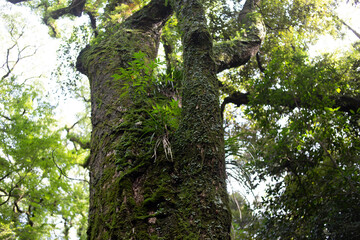 苔や植物が生えた大樹