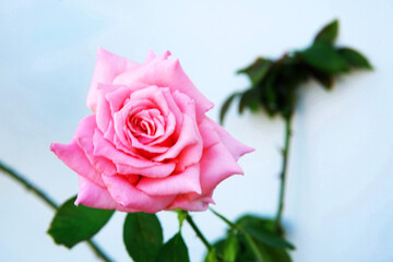 Close up pink rose with green leaves on white background 2