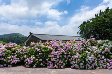 hydrangeas in full bloom in front of the house