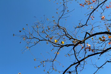 Blooming ginkgo leaves on branches during spring in Japan