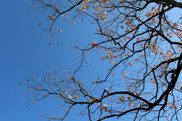 Blooming ginkgo leaves on branches during spring in Japan