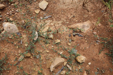 Wet ground, yellow soil, there are many small stones, details of the texture