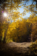 Aspens changing in the fall