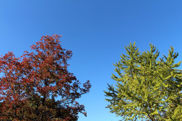 Fototapeta premium Silhouette of branaGinkgo trees, in yellow and redches and blooming gingko leaves