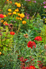 Obraz premium flowerbed overgrown with weeds in the garden. autumn flowers of bright orange and red flowers in the park