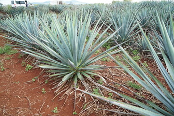 Agave Plant in Mexico