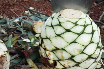 Pina for Tequila Production 