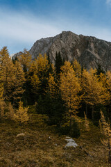 Adventurous hikers couple hiking Mount Arenthusa trail in Kananaskis Country, Alberta, Canada. Golden larches trees, seasonal landscape view.