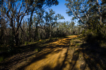 Nature Path in Australian Eucalyptus Forest