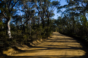 Dirt road in eucalyptus forest