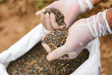 Hands with taking seeds - nuts or bean seed on hand for plantation cultivation