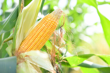 Ripe corn cob on tree wait for harvest in corn field agriculture - Fresh corn on the cob stalk in...