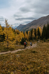 Obraz premium Adventurous man/hiker hiking Mount Arenthusa trail in Kananaskis Country, Alberta, Canada. Golden larches trees, seasonal landscape view.