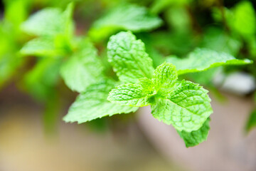 Peppermint leaf in the garden background - Fresh mint leaves in a nature green herbs or vegetables food
