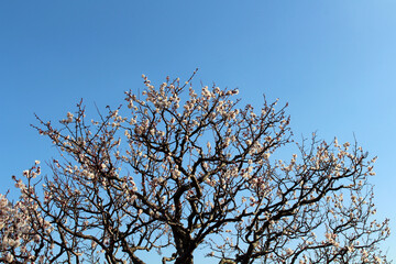 Fototapeta na wymiar Branches full of blooming sakura or shidari ume flowers