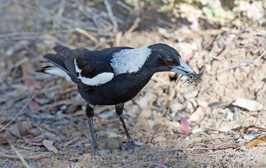 Magpie with spider in his beak .