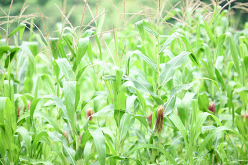 Corn cob on corn field in plantation agriculture Asian - nature of beautiful morning green corn field on the mountain