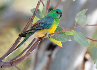  male red rumped parrot in outback New South Wales, Australia.