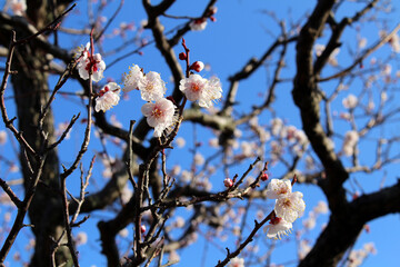 Blooming sakura or shidari ume flowers in Japanese