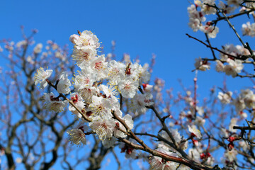 Blooming sakura or shidari ume flowers in Japanese